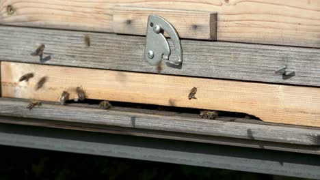 Closeup-of-bees-entering-and-exiting-a-beehive