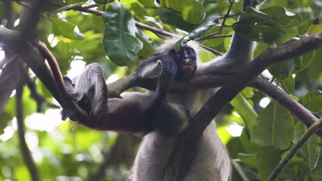 Red-colobus-monkey-baby-hanging-upside-down-on-branch-next-to-mother