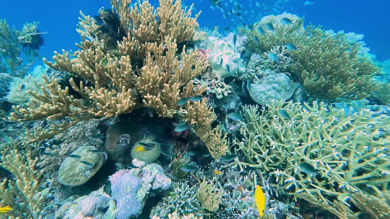 Premium stock video - Amazing underwater ocean landscape of beautiful ...