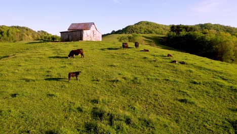 aerial-push-over-cattle-toward-old-barn-in-bethel-nc,-north-carolina