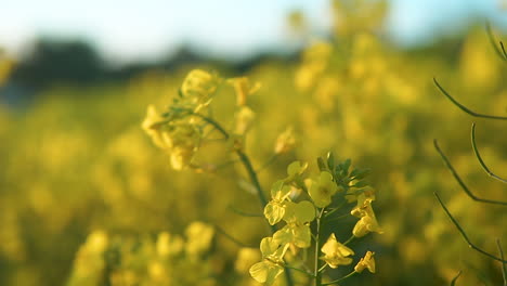 Flowering-Rapeseed-In-Shallow-Depth-Of-Field
