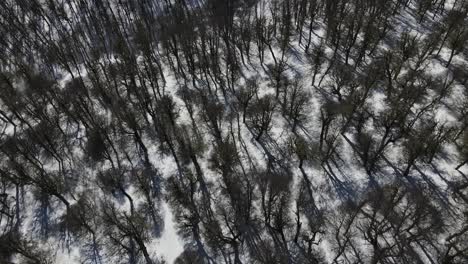 Drone-shot-that-begins-from-above-with-a-view-of-a-snowy-forest-and-goes-up-until-you-see-on-the-other-side-of-the-forest-the-great-view-of-the-snowy-mountains-and-the-valley