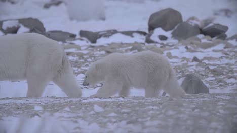 Close-up-shot-of-polar-bear-and-cub-walking-through-rocky-snow-covered-area