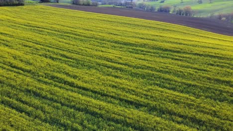 Aerial-view-above-blooming-rapeseed-field-in-rural-landscape,-backward