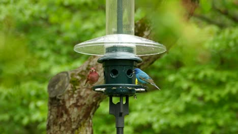 Busy-Bird-Feeder,-Perched-Purple-Finch-Male,-Indigo-Bunting-Male-and-American-Goldfinch