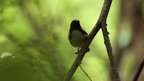 close-up-view-on-a-cute-Black-throated-warbler-perched-on-a-branch-in-the-forest