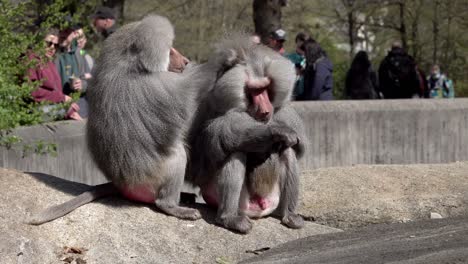 A-Hamadryas-baboon-grooming-another