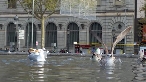 Seagulls-fight-over-the-food-that-people-throw-at-them-in-a-public-fountain-in-the-city