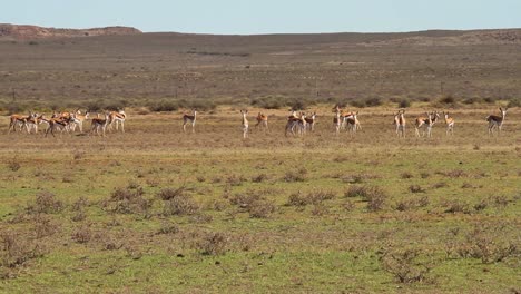 Springbok-walking-in-the-plains