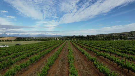 aerial-above-green-vineyards-in-Franschoek-farmlands-of-South-Africa