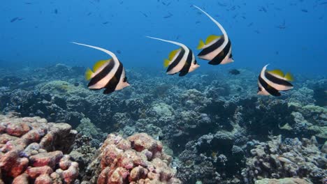 Beautiful-bannerfish-in-clear-blue-water-on-a-tropical-coral-reef-at-the-atoll-of-Fakarava,-French-Polynesia