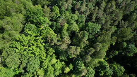 Green-leafy-deciduous-forest-treetops---directly-above-aerial-push-in