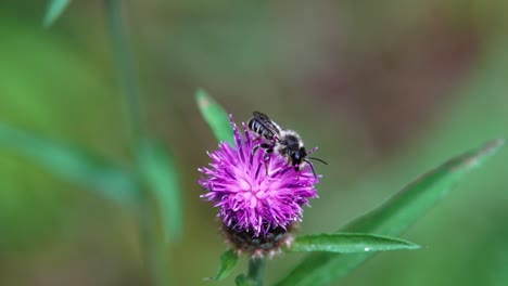 Slow-motion-clip-of-a-Honey-bee-pollenating-a-flowering-Knapweed