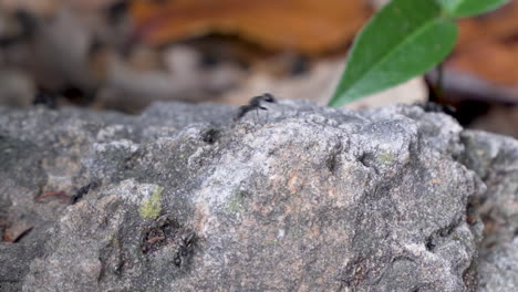 Busy-ant-colony-in-rocky-undergrowth-with-plants-panning-right-to-left