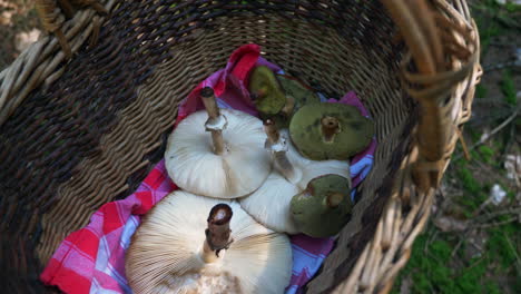 Walking-through-the-forest-with-a-basket-of-collected-parasol-and-boletes-mushrooms-in-slow-motion