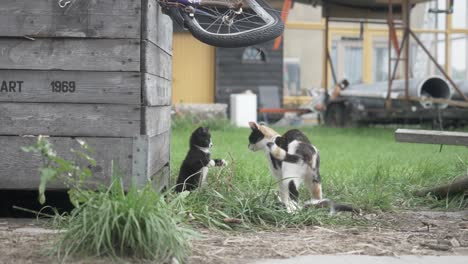 Two-Kittens-on-a-Rustic-Farm-Playing-With-Each-Other-in-the-Grass