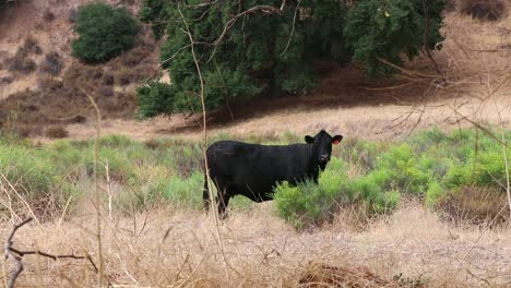 Single-black-cow-watches-camera-through-trees-and-plants