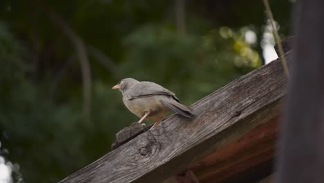 Jungle-babbler-sitting-on-the-roof-of-house