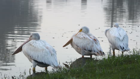 This-is-a-video-of-several-Pelicans-resting-during-winter-migration