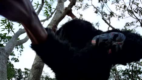 scary-gorilla-in-a-tree-swinging