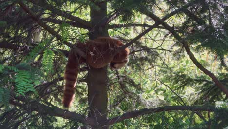 Roter-Panda-Schläft-Auf-Einem-Baum