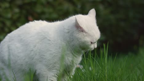 Cat-in-Grass-Field
