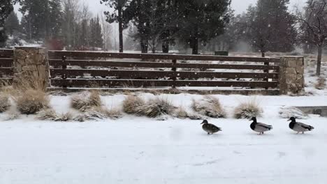 Ducks-walking-on-the-street-in-a-snowstorm
