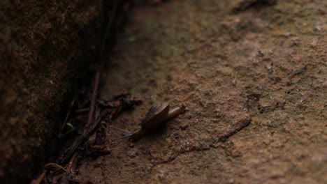 Closeup-of-a-snail-crawling-on-a-rock