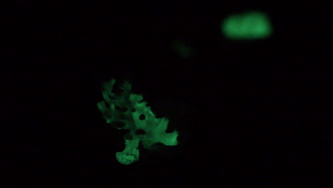 Ein-Kleiner-Fleck-Des-Biolumineszierenden-Pilzes-Panellus-Stipticus-Leuchtet-Im-Dunkeln