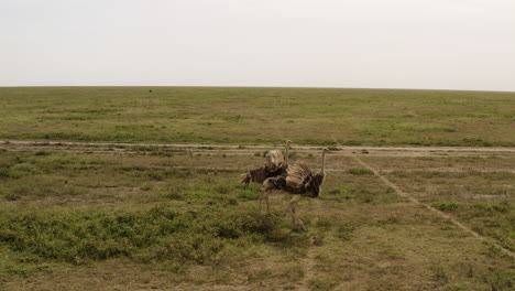 Dos-Avestruces-Caminando-En-El-Gran-Valle-Del-Serengeti,-Parque-Nacional-Del-Serengeti,-Tanzania