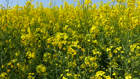 Fields-with-blooming-rapeseed