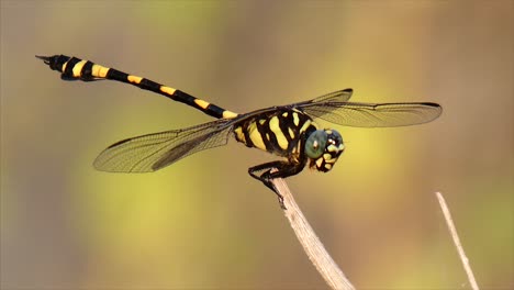 Tiger-dragonfly-Tiger-dragonfly-Tiger-dragonfly