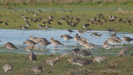 A-group-of-curlews-feeding-on-a-flooded-field-at-Caerlaverock-wetland-centre-South-West-Scotland