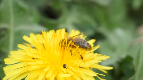 Macro-shot-of-a-bee-sucking-nectar-out-of-a-dandelions-next-to-some-small-bugs