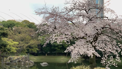 Una-Escena-Mágica-De-Flores-De-Cerezo-En-Flor-En-El-Lago-Del-Jardín-Botánico-Koishikawa