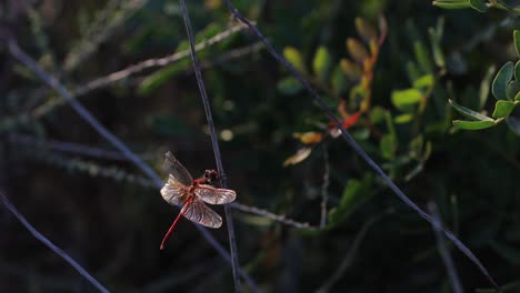 Rote-Libelle-Mit-Einem-Gebrochenen-Flügel,-Der-Einen-Baumast-Mit-Grünem-Hintergrund-Hält