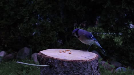 A-blue-jay-landing-on-a-log-and-eating-a-peanut-in-slow-motion