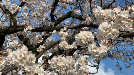 A-cherry-tree-full-of-pink-flowers-at-Koishikawa-Botanical-Garden