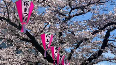 Cherry-blossoms-and-paper-lamps-at-Sumida-Park