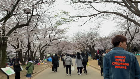 People-walking-on-a-path-with-cherry-blossoms-at-Yoyogi-Park