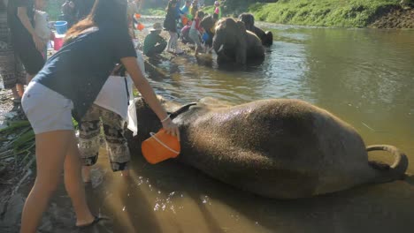 girl-bath-baby-elephants-in-chiangmai,-Thailand