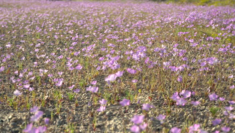 Cientos-De-Hermosas-Flores-Silvestres-Rosadas-Que-Se-Mecen-En-El-Viento-En-El-Desierto-De-Mojave-De-California