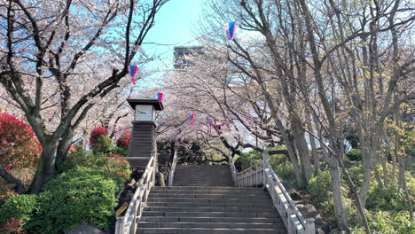 A-wide-view-at-Asukayama-Park-with-cherry-blossoms,-paper-lamps,-tower-clock,-stone-roads-and-stairs