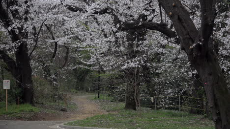A-woman-with-kimono-walks-on-a-mysterious-and-magical-trail-with-cherry-trees-in-bloom-at-Yoyogi-Park