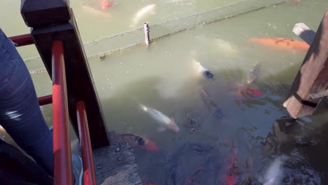 Neigen-Sie-Bunte-Koi-Karpfenfische,-Die-Im-Teich-Der-Japanischen-Gärten-Von-Buenos-Aires-Schwimmen