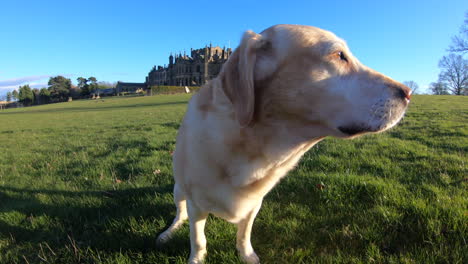 Goldener-Labrador-hund,-Der-Zur-Goldenen-Stunde-Mit-Schloss-Im-Hintergrund-Lächelt-Und-Geht