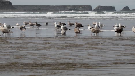 Western-Seagull's,-both-male-and-female,-bathing-in-a-fresh-water-river-as-it-flows-into-the-Pacific-Ocean