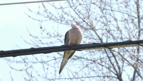 Dove-puffing-up-on-a-chilly-day-in-early-Spring