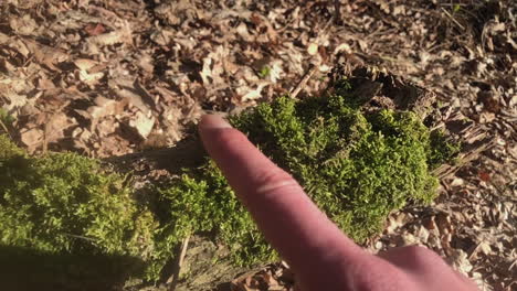 Close-up-of-fingers-playing-around-with-growing-moss-on-the-bark-of-a-fallen-tree-branch