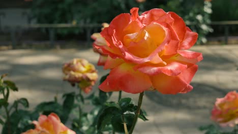 Una-Rosa-Floribunda-Naranja-En-Un-Jardín-Público